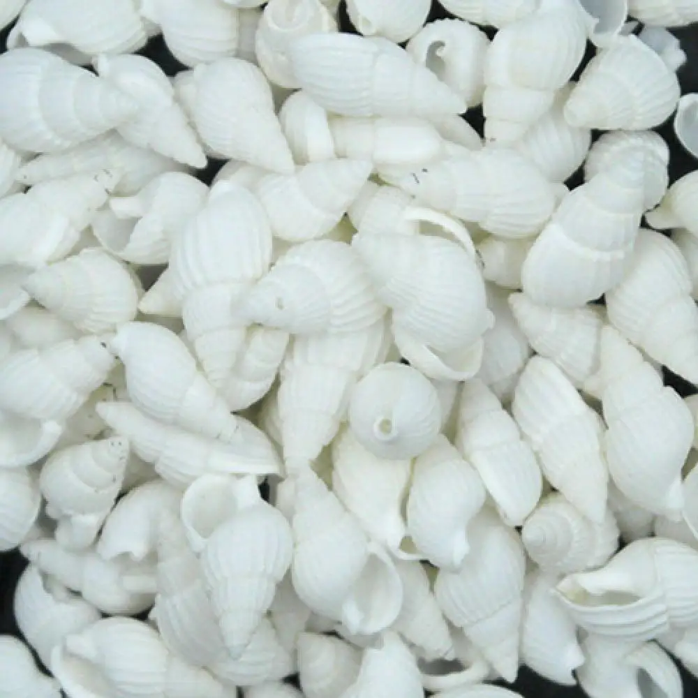 Natural Shell Ornaments 100 Classic Pieces Real Sea Shells for Decor