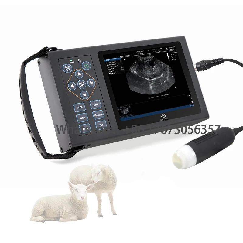 

Ultrasound For Animal Ultrasound Physiotherapy hine