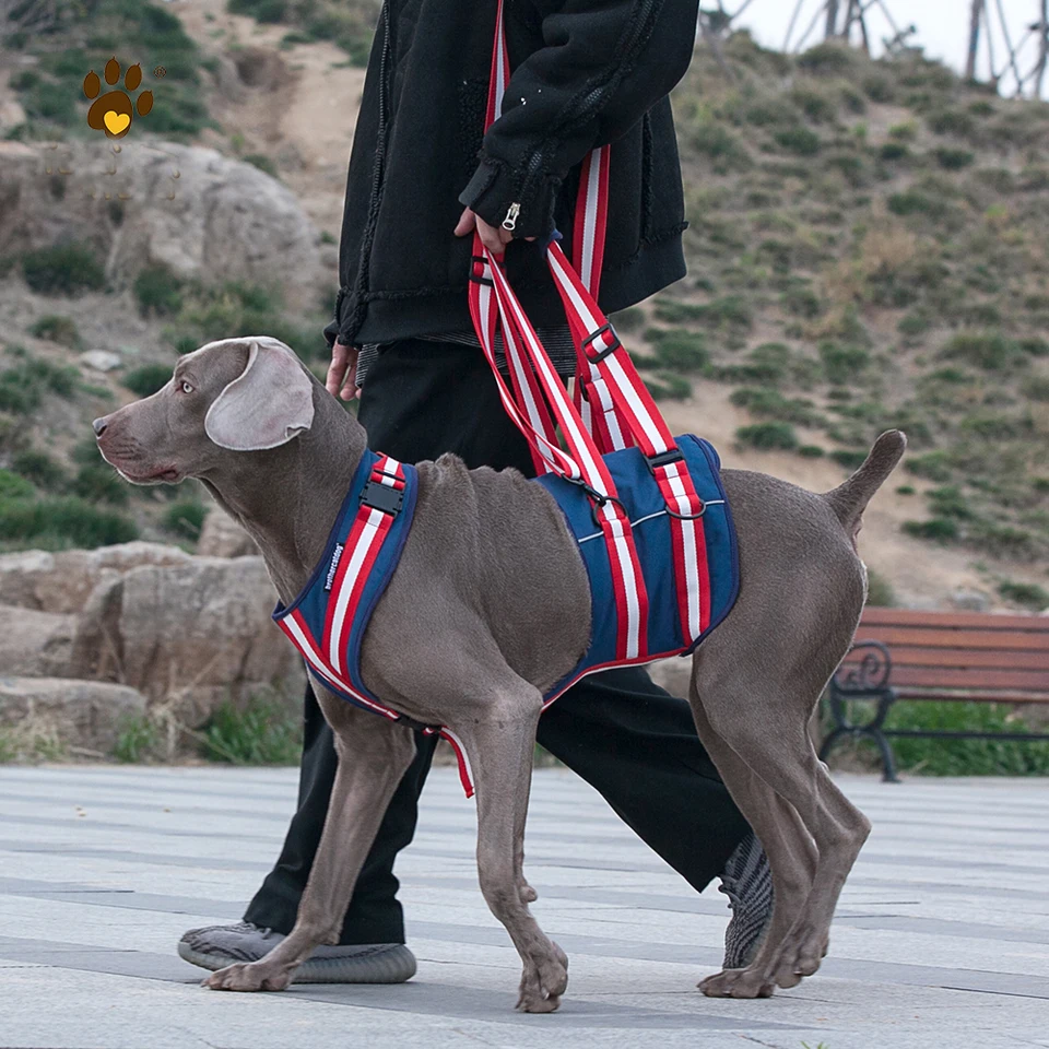Hondenlift Harnas Volledige Lichaamsondersteuning Revalidatie Hondensling Drager Herstel Hondenlift Vest voor Oude Gewrichtsblessures Artritis Gehandicapte Honden Wandeling – koop de beste producten in de online winkel