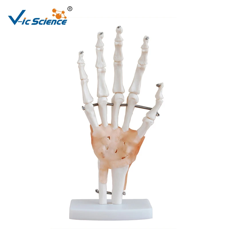 

Lifesize Human Hand Joint Model Science Teaching Resources Dropshipping