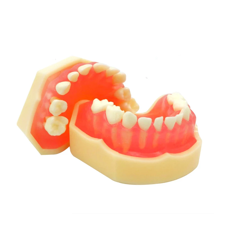 

1 set Dental Study Model Children Kids Primary Teeth Student Demonstrate Removable