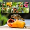 Nylon Grow Fruit Protection Bags With Drawstring For Protecting Plant Flower Vegetable Reusable Mesh Protect Bag Pest Control 6