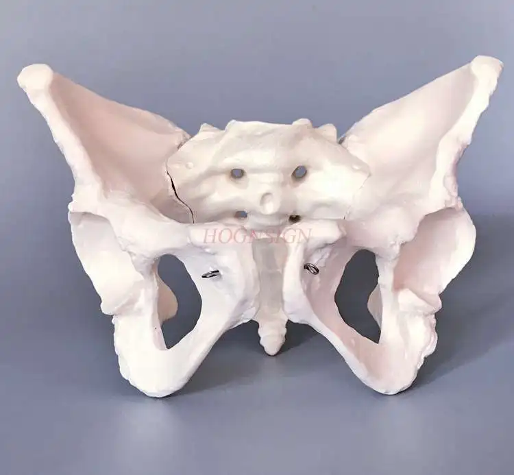 

Female pelvis model human adult pelvis bone gynecology and obstetrics midwifery teaching pubic sacrum stereo model