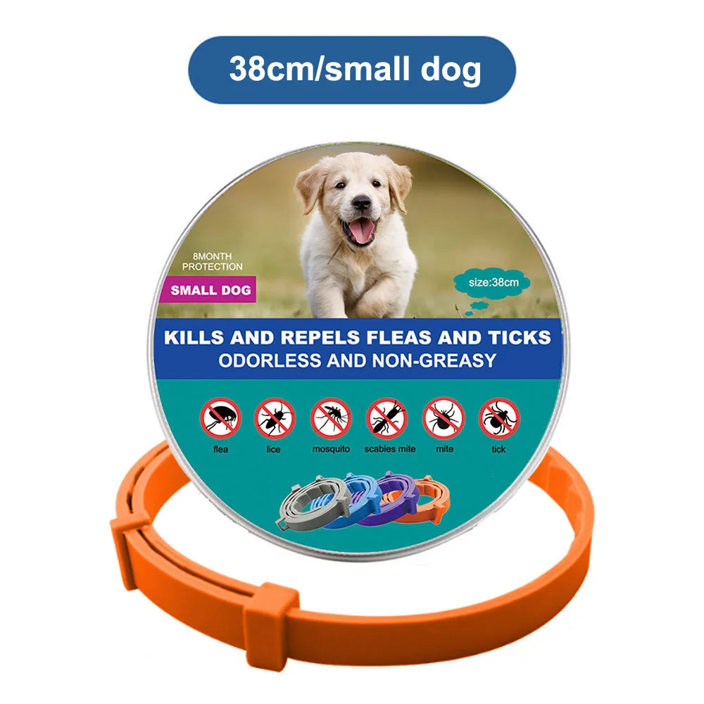 orange (small dogs)