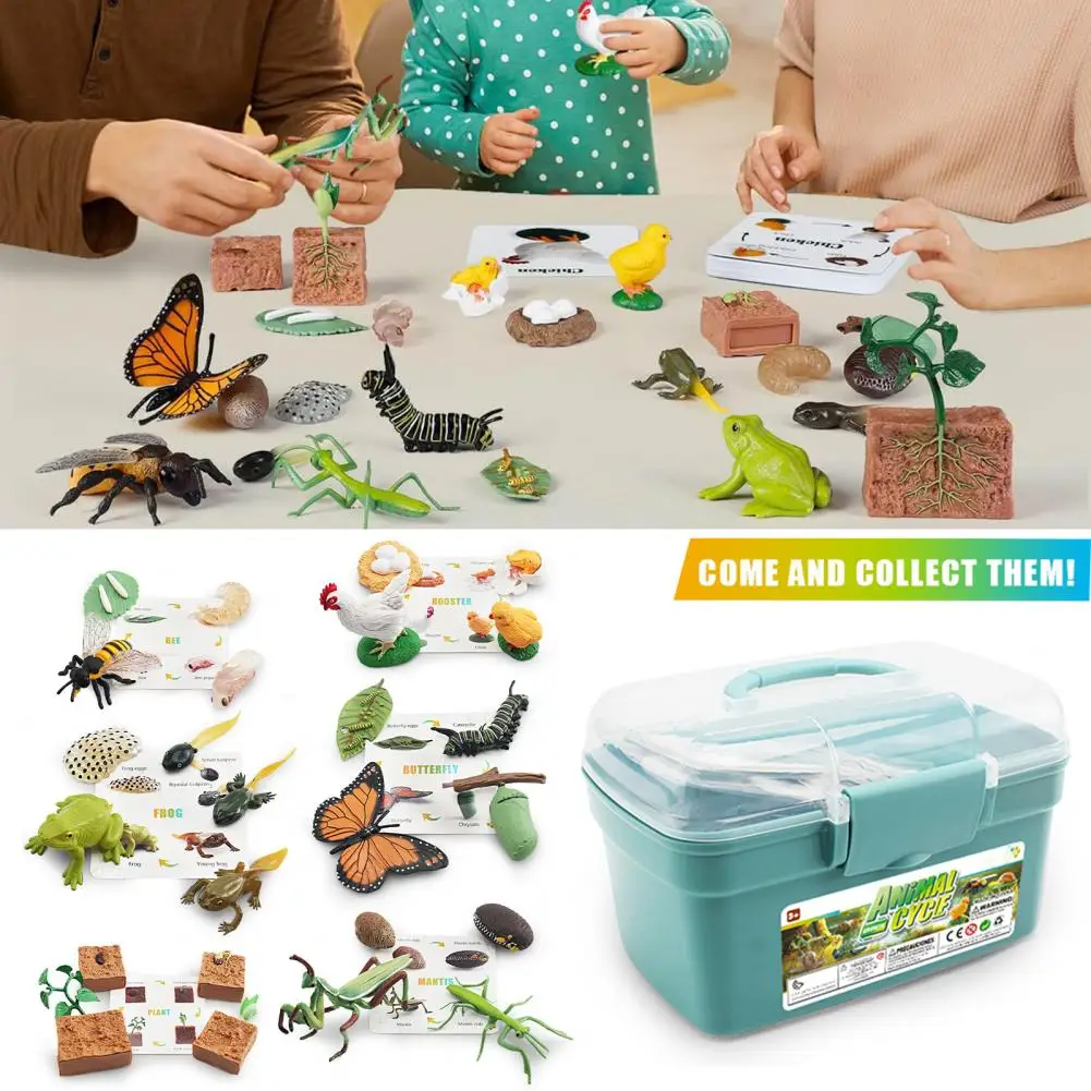 1 Set Life Cycle Learning Toys Frog Butterfly Chicken Mantis Bee Plants Educational Figurines for Kids 3