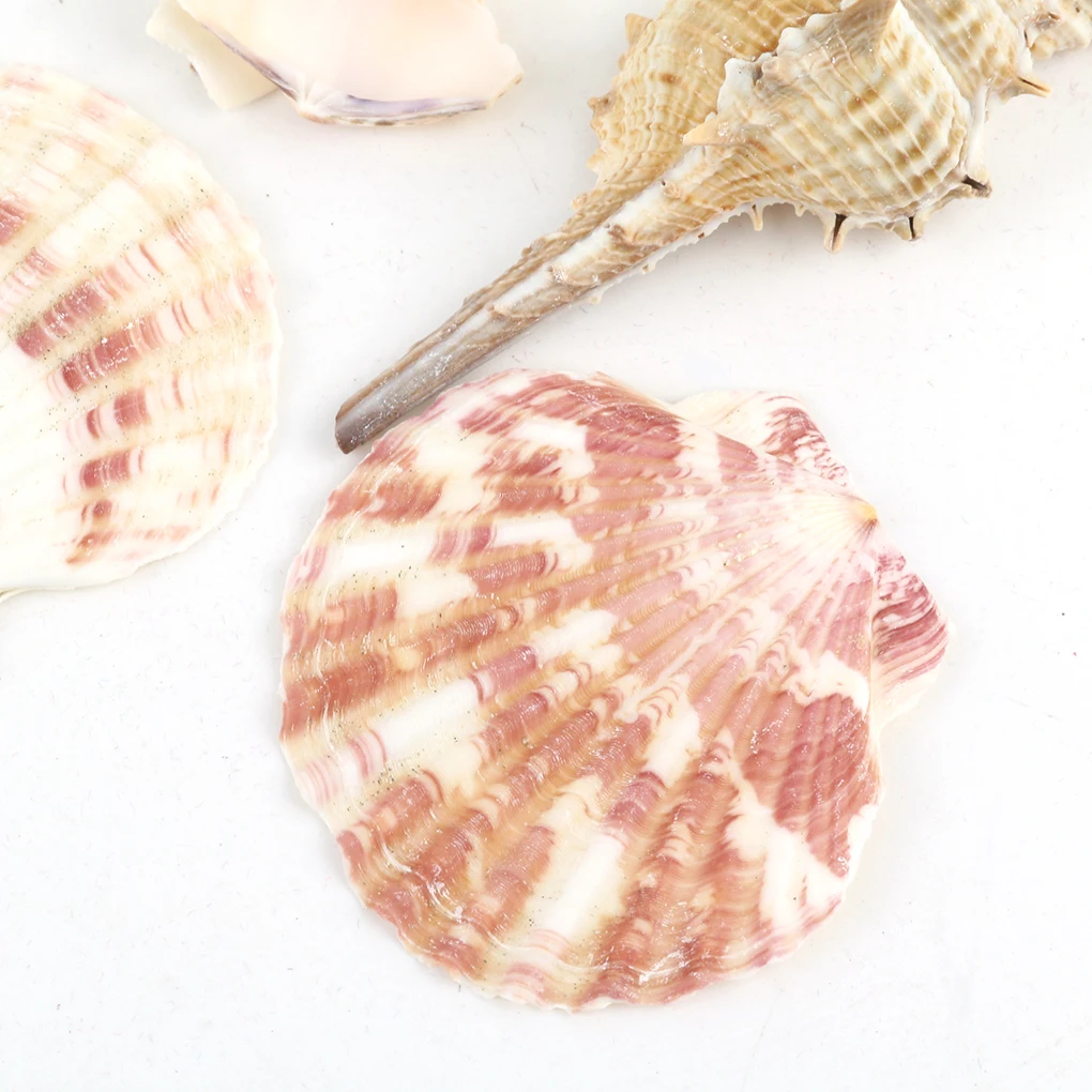 Natural Beach Shell Conch SeaShells for Aquarium Fish Tank Landscaping Decoration 200g/pack natural shell ornaments
