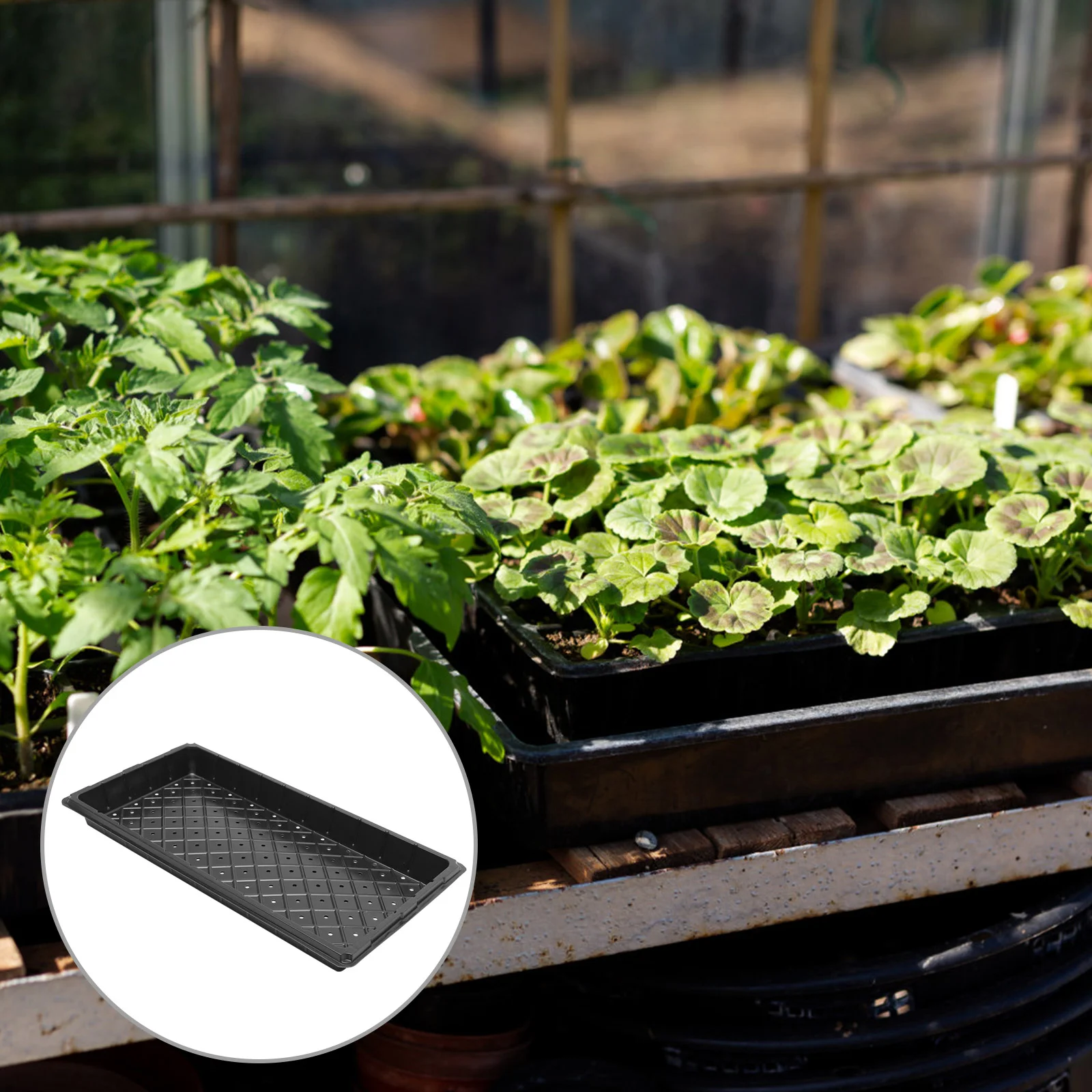 

5 Pcs Seedling Tray Recyclable Plant Plants Growing Plate Starter Nursery Flower Plastic for Indoor