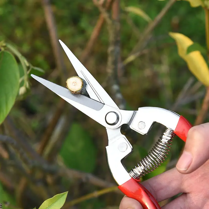 Small Garden Pruning Shears Potted Handle Orchard Scissors Branch Fruit  Picking Farm Professional Bonsai Gardening Tools - AliExpress