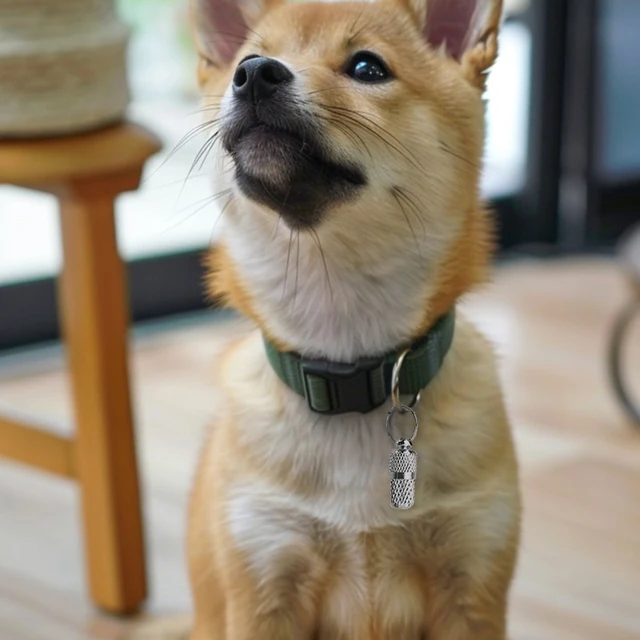 6pcs Pet ID Address Collar Pendant Dog Cat Storage Tube Anti Lost Address Label Mini Collar Tube Necklace Pendants For Puppy 3