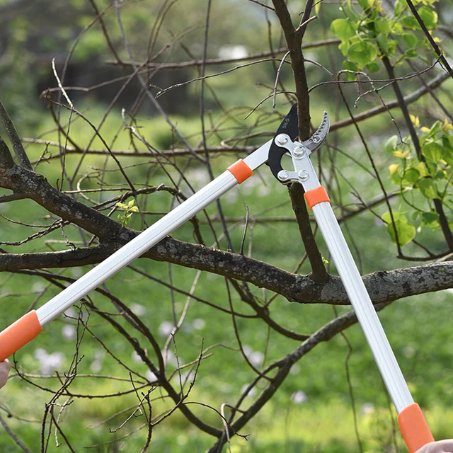 Ciseaux d'élagage de branches d'arbre de jardin floral, poignée en