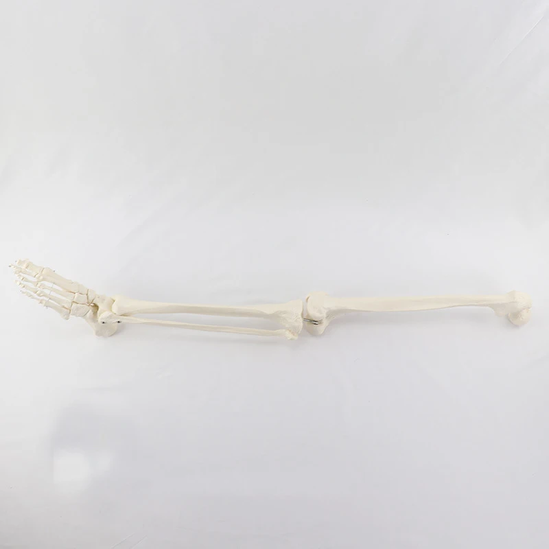 Human Skeleton Lower Limb Knee and Foot Anatomy Model Medical Science Teaching Resources