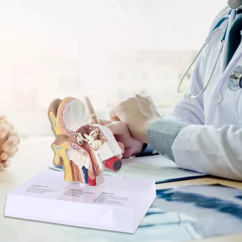 Рисунок 2 - Модель человеческого уха в 1