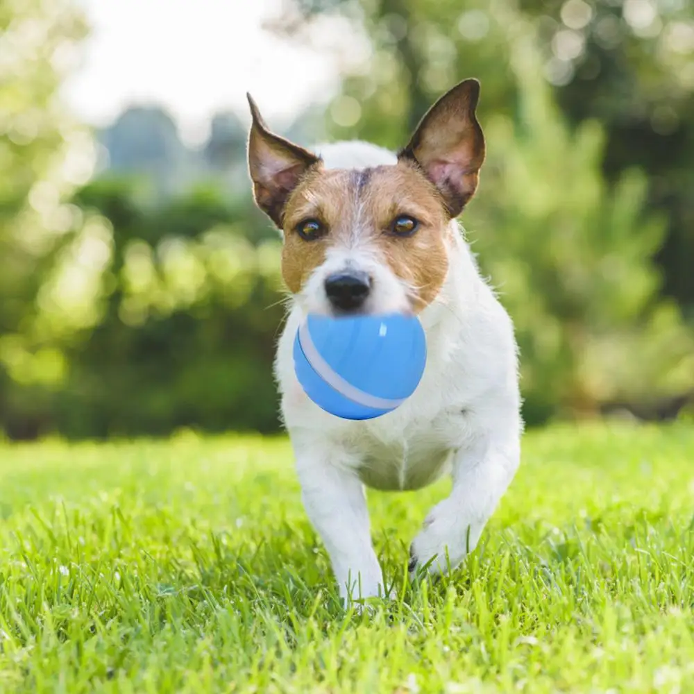 Led Pet Motion Ball