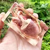 Real Insect Bug Specimen Taxidermia Clear Large Bug Epoxy Resin Spiders Beetles Large Insect Scorpion Specimen Craft Decoration 1
