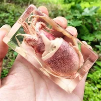 Real Insect Bug Specimen Taxidermia Clear Large Bug Epoxy Resin Spiders Beetles Large Insect Scorpion Specimen Craft Decoration 1
