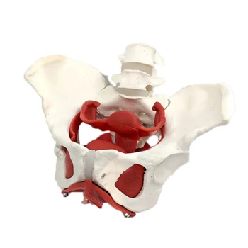 Female Pelvis Anatomy Model 1