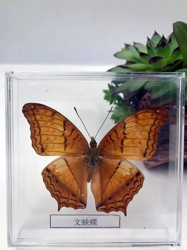 Natural Real Butterfly Display Real Butterfly Wingsstudent Creative Birthday Gift Transparent Box Gift DIY 6