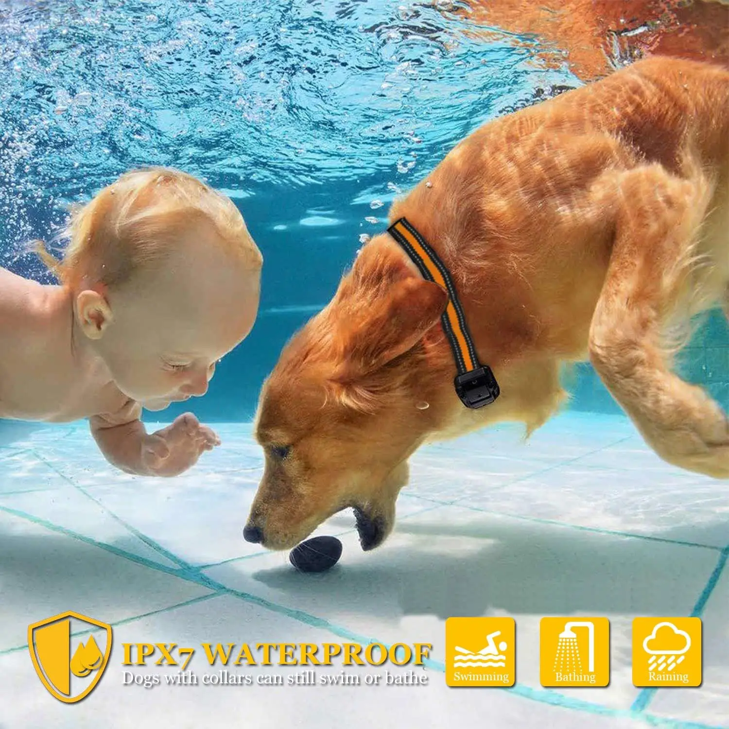 Waterproof dog training collar on dog