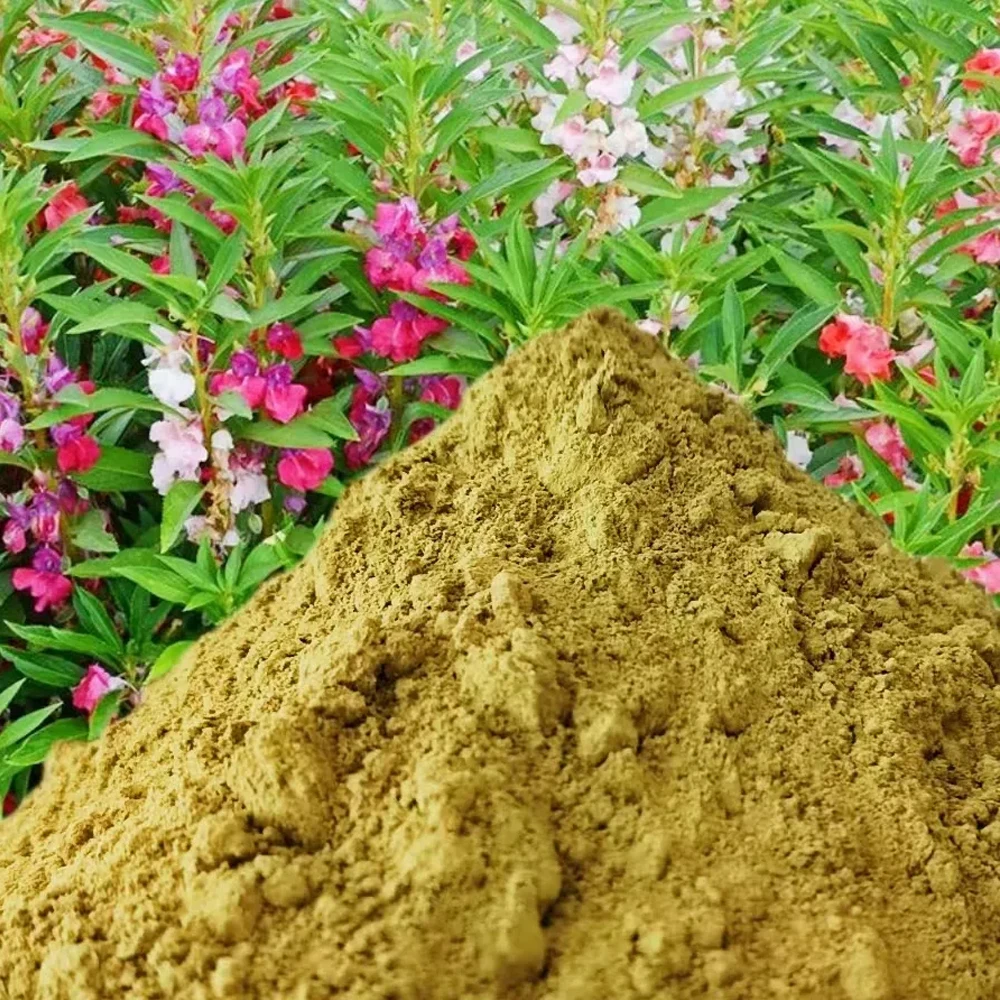 천연 식물 헤나 파우더 네일 뷰티 네일 염색 버건디, 도구 포함, 블랙 네일 아트 액세서리, 색상 천연 글로스 20g