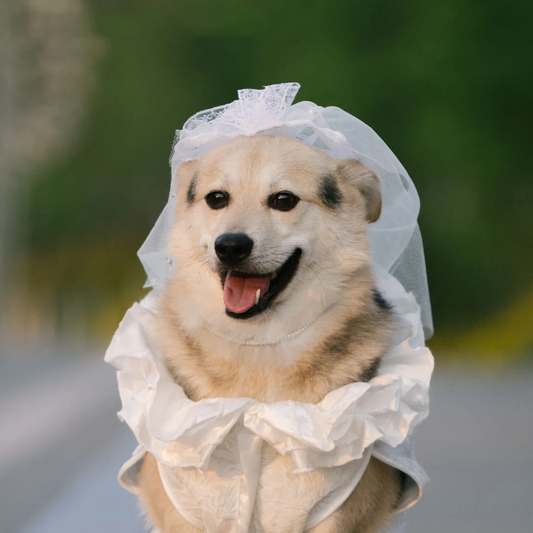 Vestido de novia para perros, vestido de princesa con volantes de