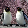 Emperor Penguin High Fidelity Anime Cute Plushie Penguin Plush Toys Lifelike Animals Simulation Stuffed Doll Toy Gifts For Kids 5