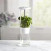 Household Clean Green Vegetable Transparent Saver Herb Cilantro Parsley Breathable Preservation Fresh Storage Container Box 6