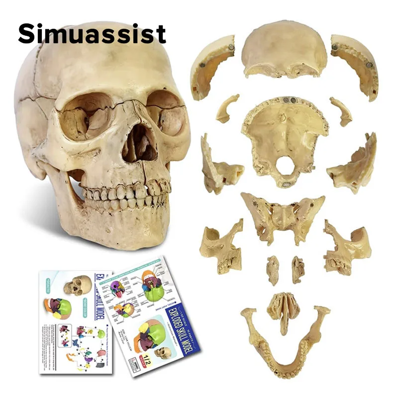 4D Disassembled Classic Skull Anatomical Model Detachable Medical Teaching Tool human skull model 15PCS/SET