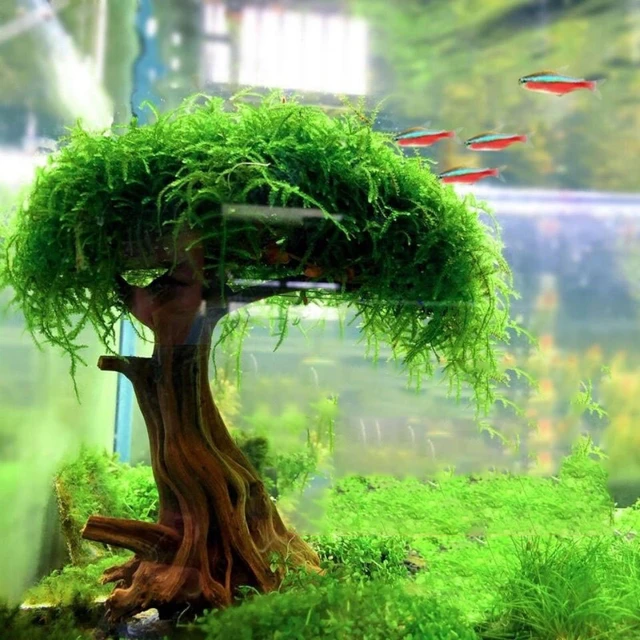 Acquario pianta albero di muschio decorazione paesaggistica legno radice di  piante acquatiche Driftwood erba acquario accessori (