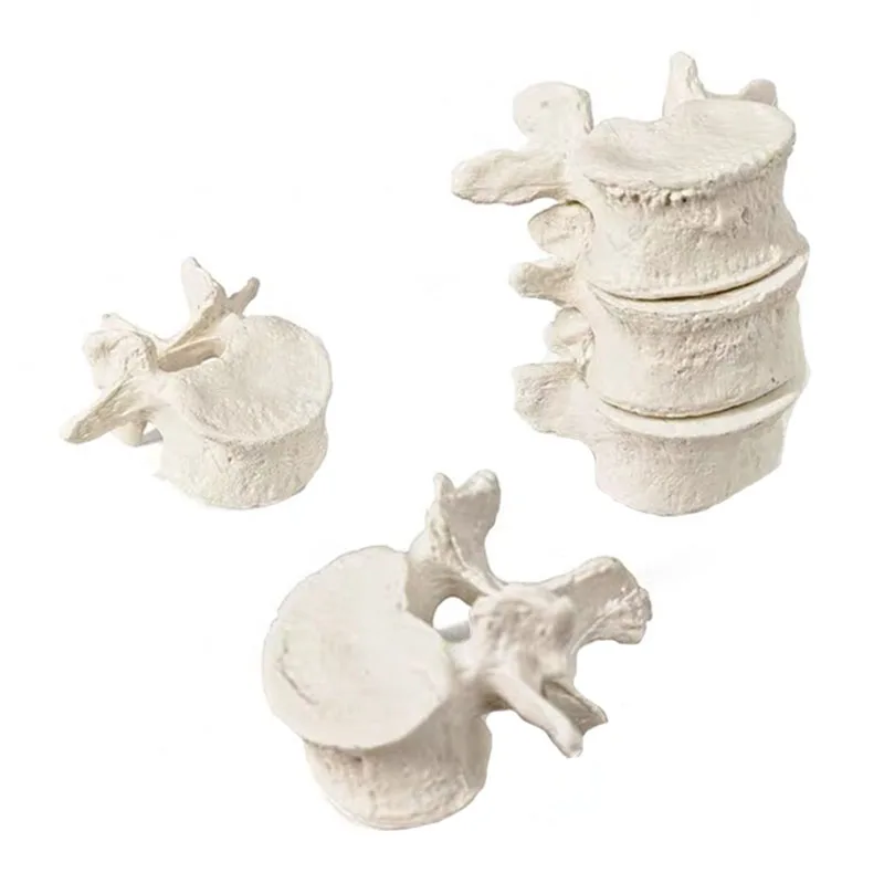 Human Anatomical Spine Model 4