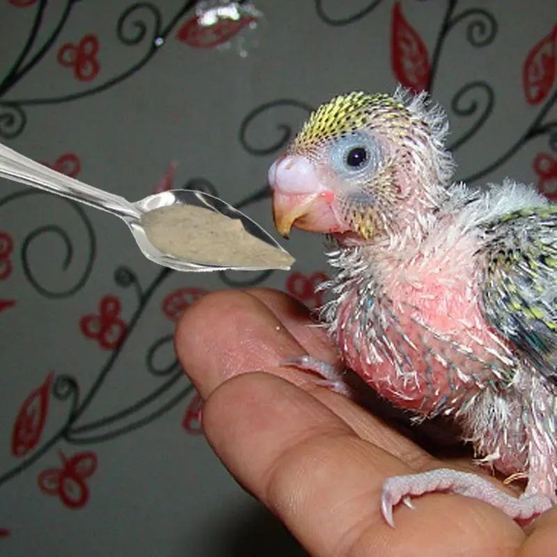 10pcs Portable baby bird feeding water spoon bird parrot feeding spoon stainless steel water milk powder feeder spoon bird food 2