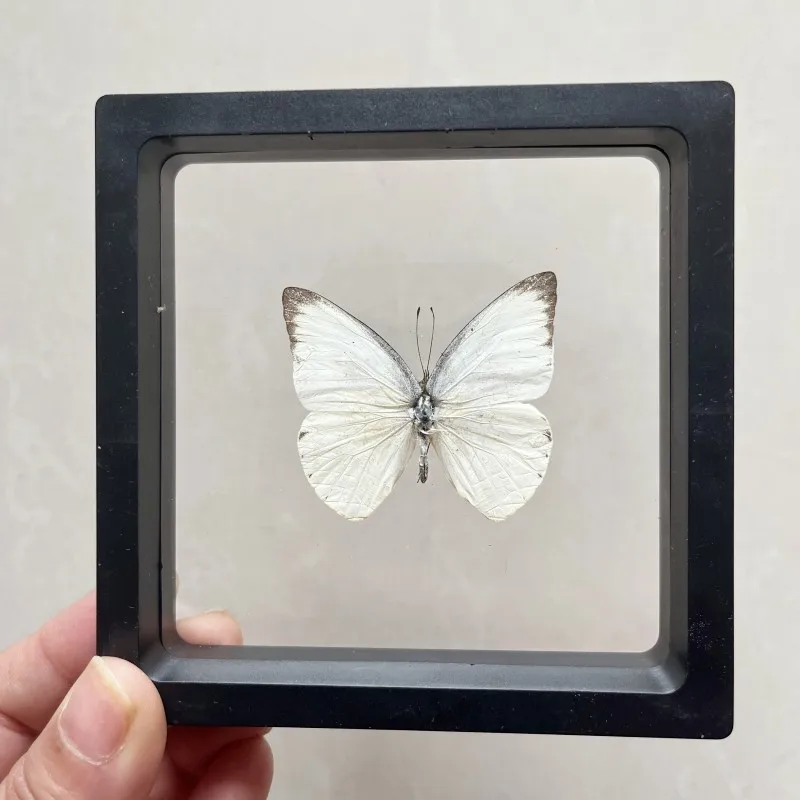 Real butterfly Specimen Photo Frame Rare Butterfly Ornament Gift Kindergarten Display Frame Hanging Picture Wall Decor butterfly specimen