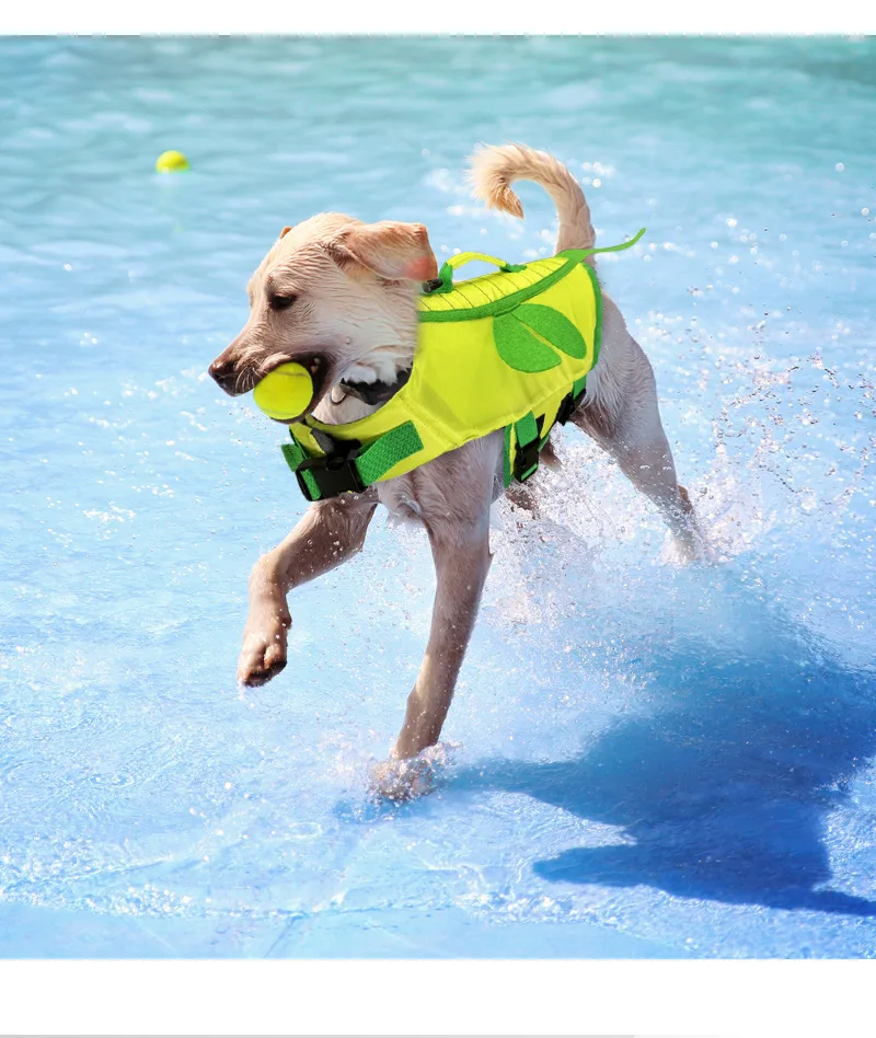 Harnais de natation abeille pour bouledogue français et co. - 2025 - Vêtement et accessoires pour chiens - Doglovedesign