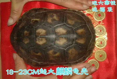 Real tortoise shell specimens play with scientific research and medicinal real tortoise shell ornaments household accessories 3