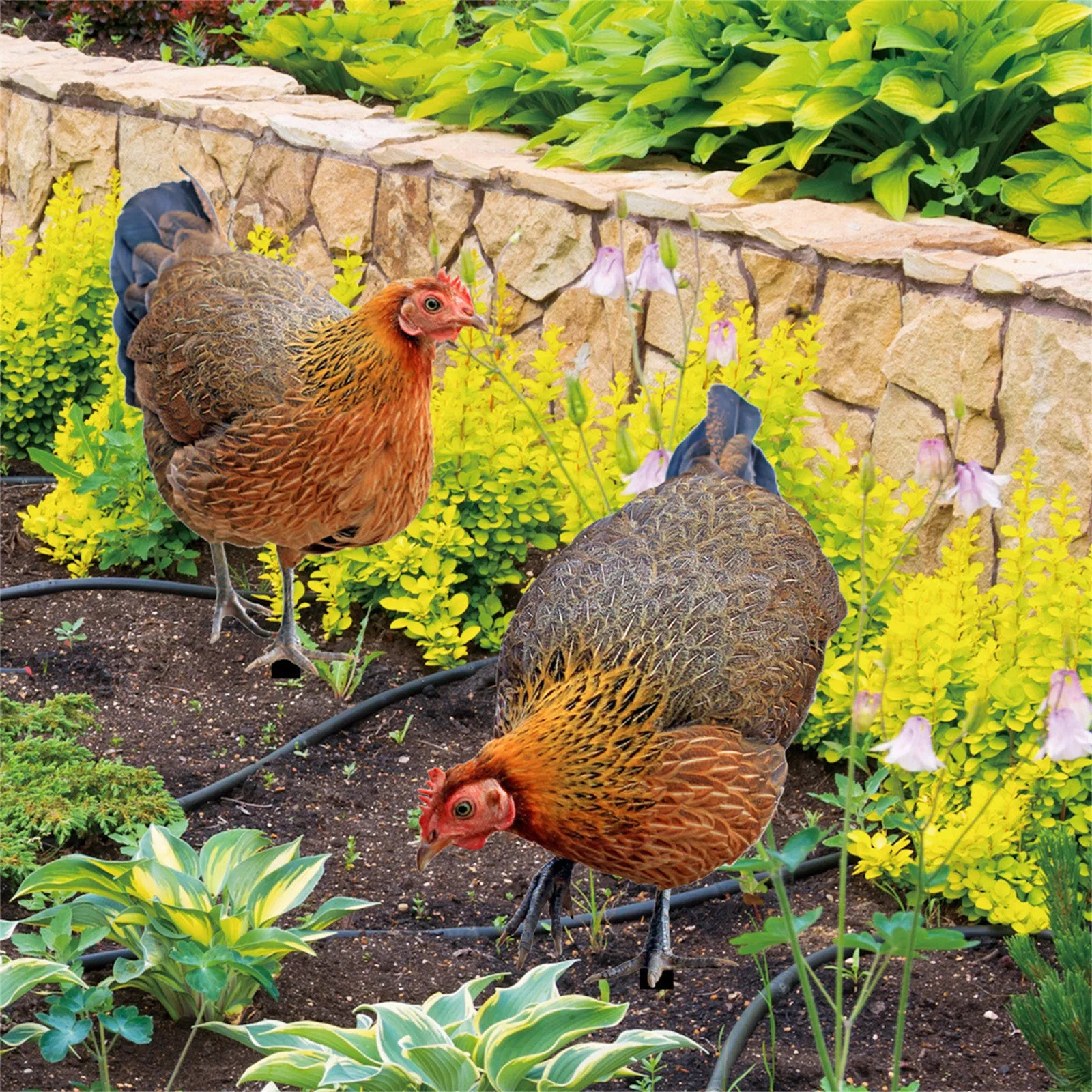 2PCS Chicken Ornaments Yard Art Decor Backyard Acrylic Rooster Animals Stakes Animals Sculptures Garden Decoration garden art decor animal sculpture decorations