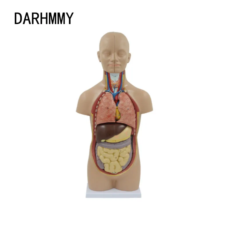 

DARHMMY 50CM Anatomical Human Body Mini Torso Model 12 Parts Set Medical Science Easy to Install Teaching Resources