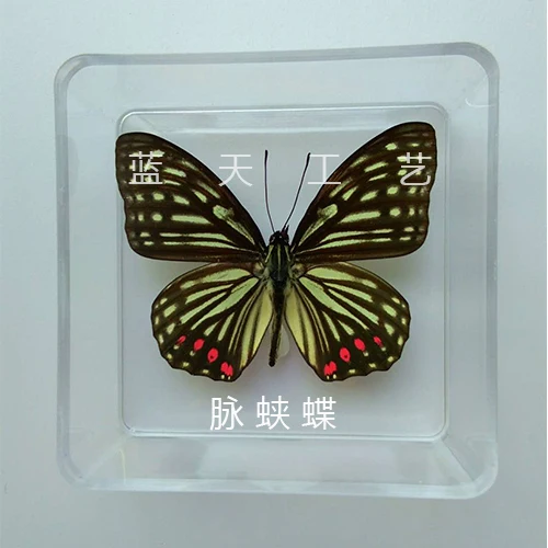 Butterfly Specimen Real Butterfly Specimen Insect Specimen Butterfly Shooting Props DIV Student Teaching Transparent Box Pack 