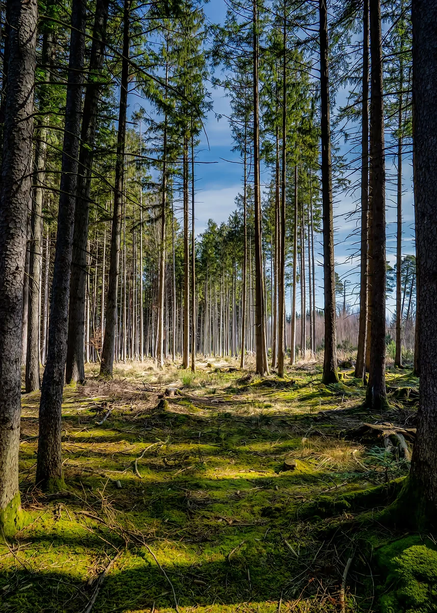 Sunlit Forest Canvas Wall Art - Green Tree Landscape Home Décor Print