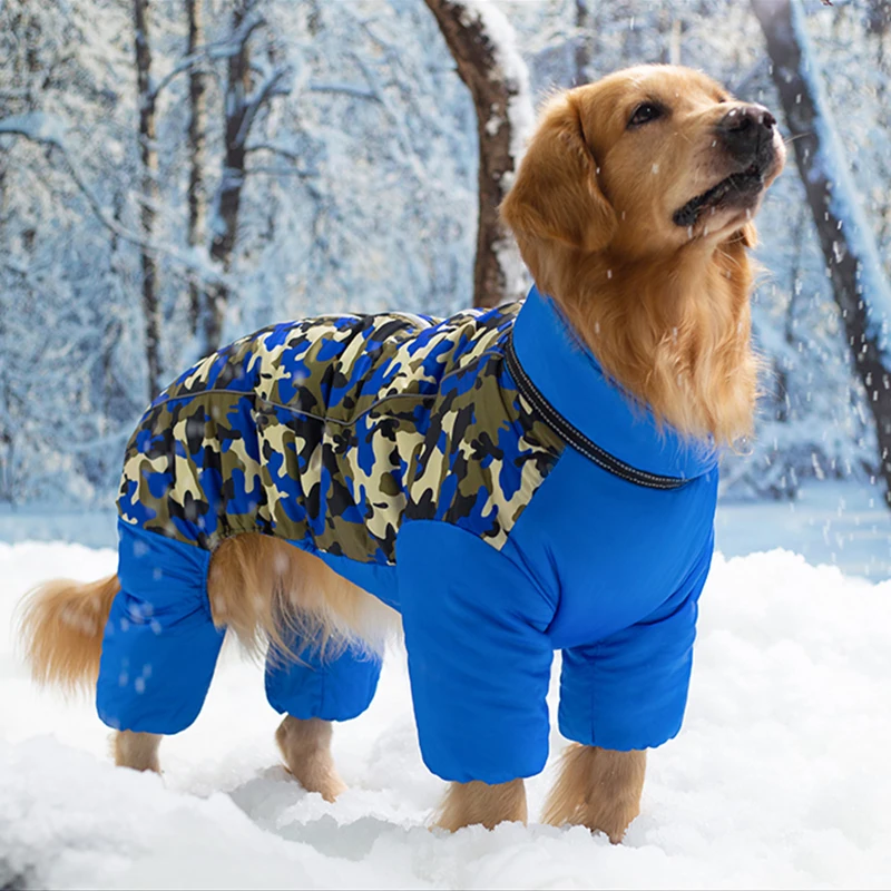 Golden Retriever Dogs In Winter Weather Girl Lying Golden