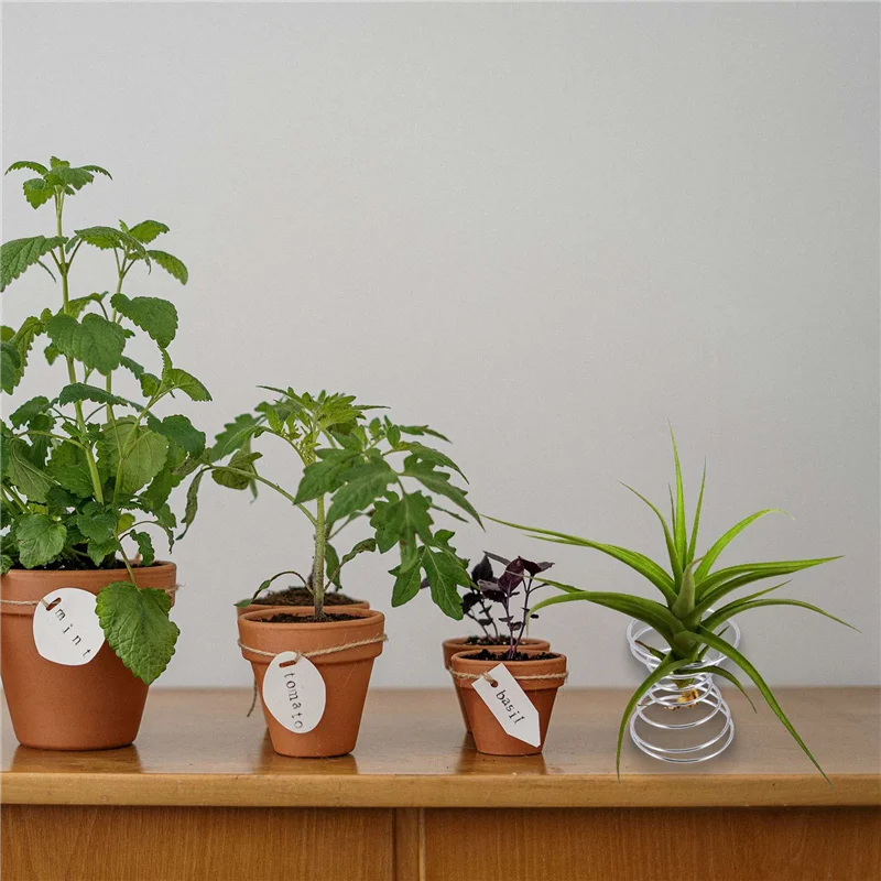 

6 Pieces Air Plant Stand Airplant Container Tillandsia Holder Stainless Steel Plant Display Racks Air Base