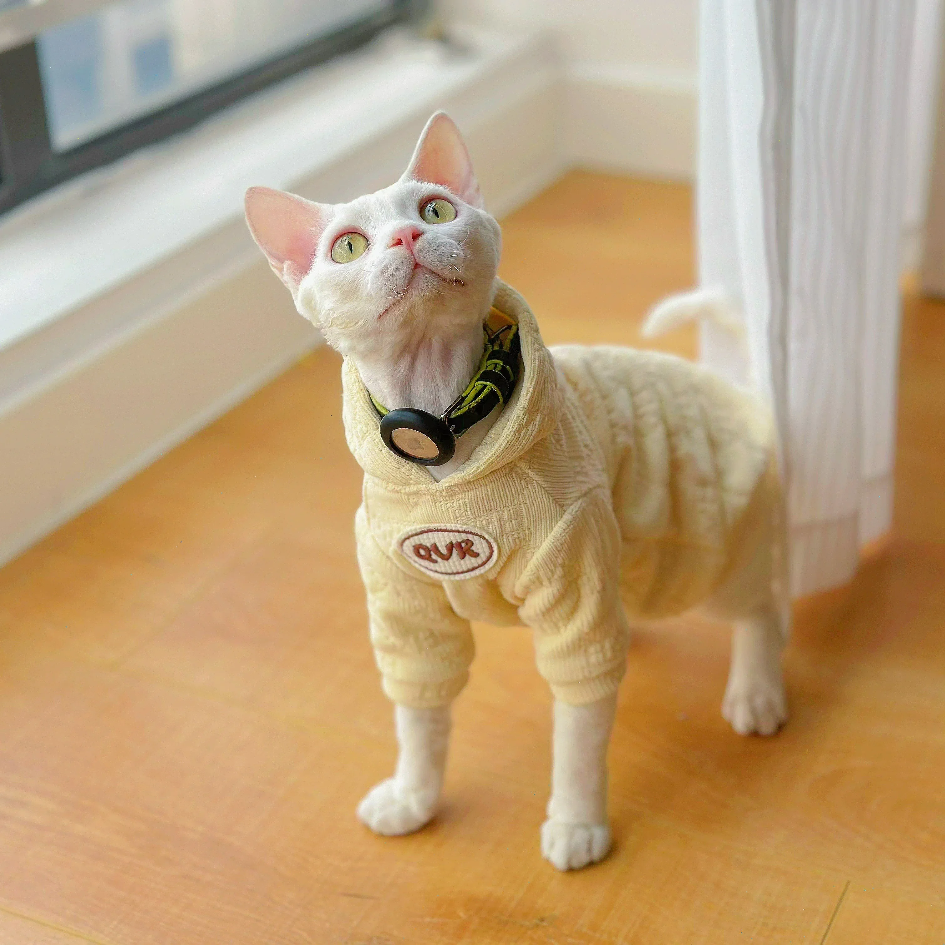 

Thickened Hairless Cat Hoodie, Cream Yellow Rex Apparel, Chenille Hooded Kitten Outfits, Sphynx Sweatshirt, Winter Clothes
