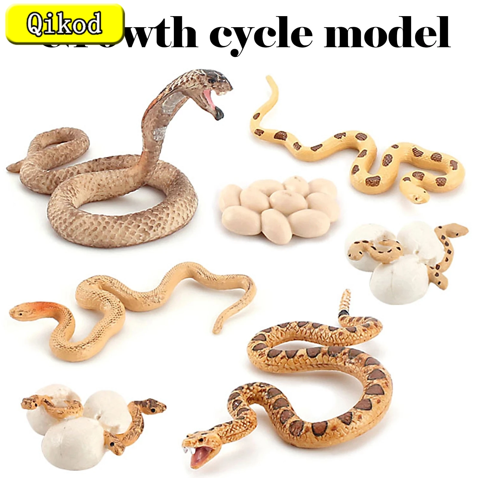 Life Cycle Of A Rattlesnake