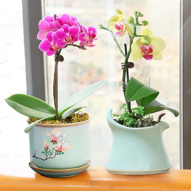 Természetes Sphagnum Sűrített Mohás Szerves Táplálkozási Műtrágya Orchidea Szárított Moha Védje A Kertészeti Növények Nedvességtartalmát - Image 4