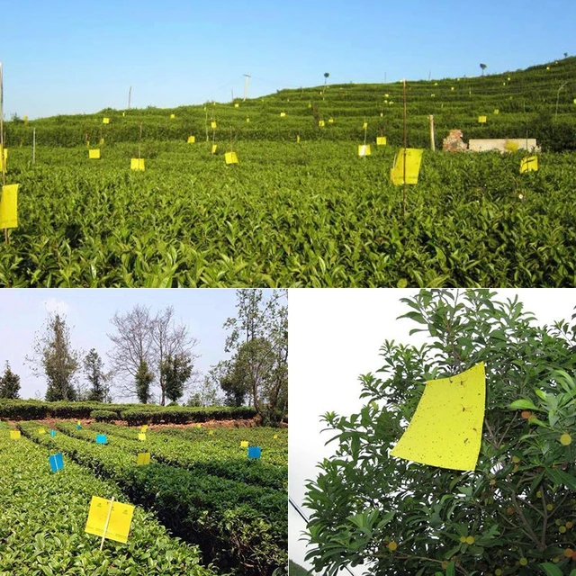 30-100Db Rovar Ragacsos Tábla Csapda Sárga Kétoldalas Ragasztó Matrica Légy Fogó Hibák Flpwer Cserepes Kerti Kártevőirtó Készletek - Image 6