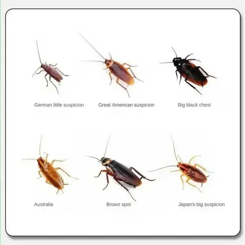 Cockroach Gel Bait 5pcs Effective Killer Special Insecticide Bug Beetle Cockroach Baits Medicine Insect Reject Pest Control Home