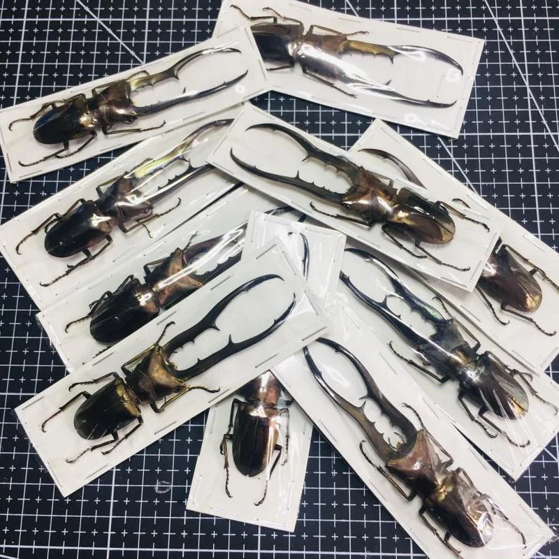 Medallion fine body red spade specimen CMF true beetle insect handicraft material collection spade Art  home decor 4