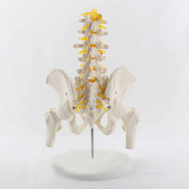 Human Five-Section Lumbar Vertebrae And Pelvic Leg Bone Anatomy Model Medical Science Teaching Resources