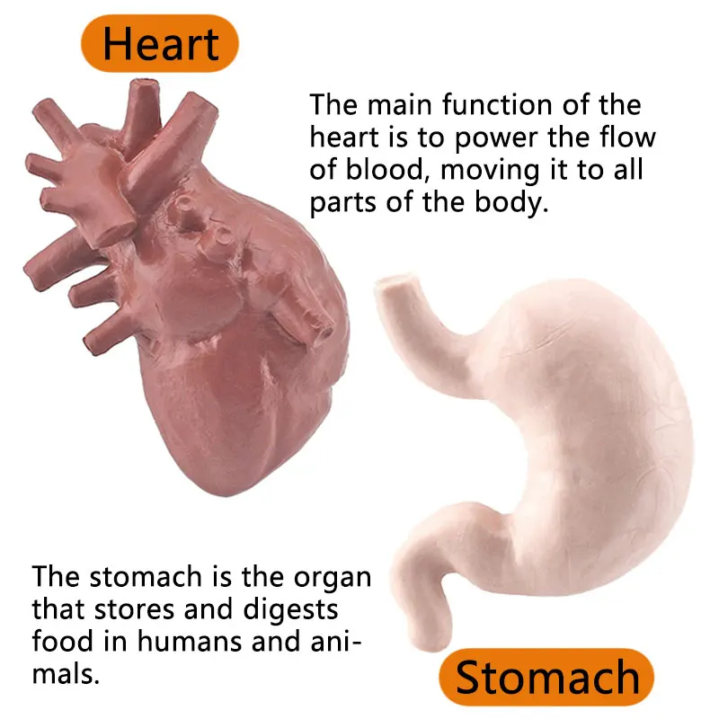 Simulation Human Body Torso Model Biology Brain Heart Liver Stomach Kidney Teaching Tools Learning Educational Toys for Children 4