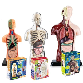4D Human Torso Model 1