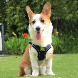 Reflective No-Pull Pet Harness and Leash Set with Breathable Mesh - XL (Navy blue)