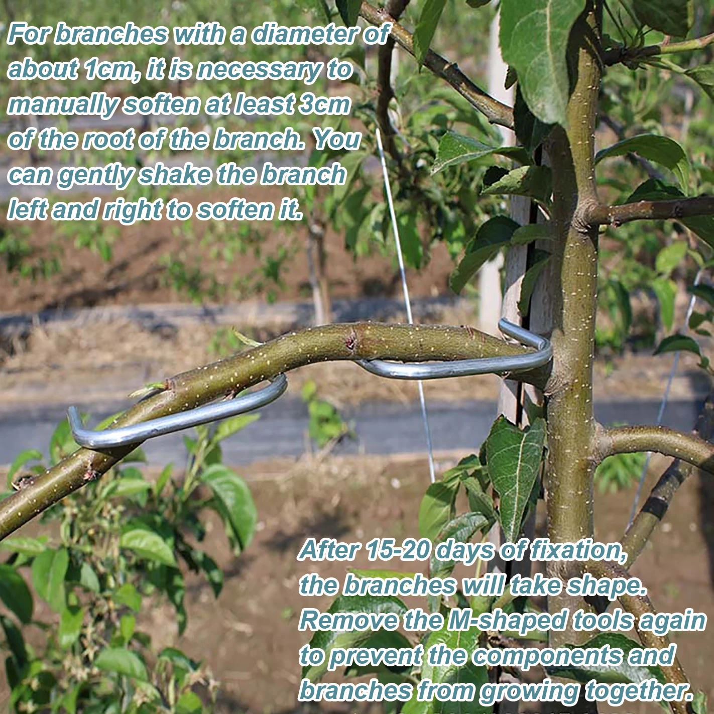 Fruit Tree Branch Shape Fixator Tree Branch Fixator Garden Yard Trees Support Holder Plants Vine Trainers M-Shaped Steel Wire Branch Bending Tools